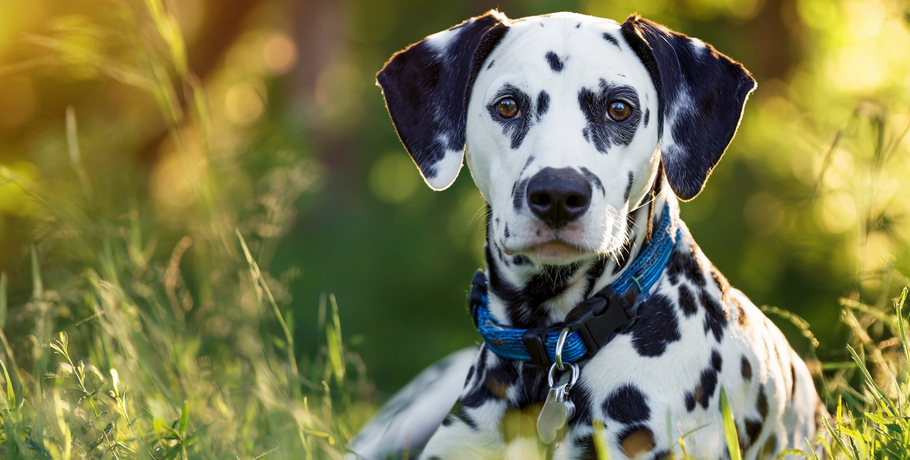 Дважды переживший предательство омский далматин обрёл семью в другом городе