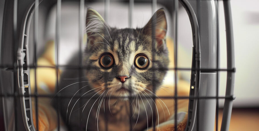 Лохматый сосед. РЖД ввели значок о пассажирах с животными