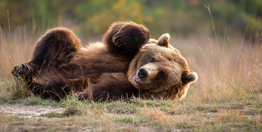 Медведь-хулиган разорил ресторан для зверушек в омском лесу