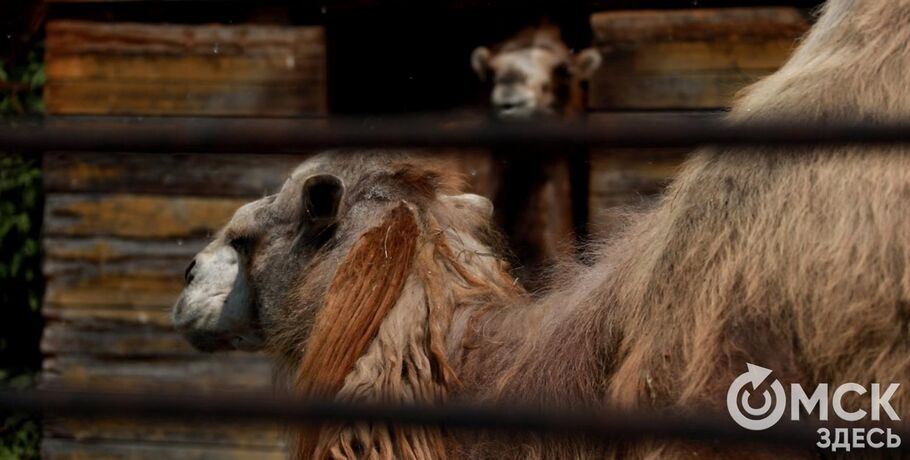 Большереченский зоопарк проведёт креативный урок о природе
