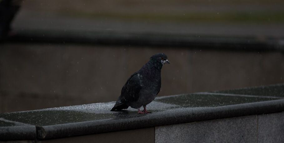 Августовский коктейль: в Омске смешаются тепло, дожди, грозы и россыпь града