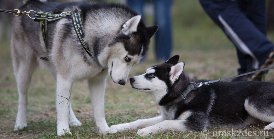 В Омске будут раздавать бесплатно породистых собак. Рассказываем, как сделать верный выбор 
