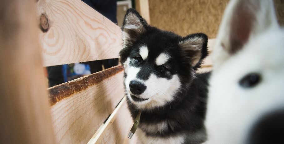 Угроза в потаённом месте, или Что может найти ветеринар в ушах питомца