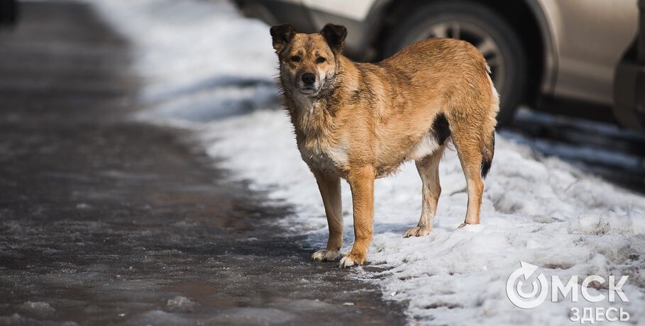 Не отпускайте Бобика: собаки на самовыгуле оказались опаснее бездомных животных