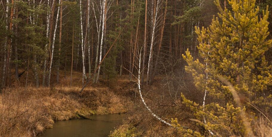 Птичка с маской, как у бандита, мастерит жуткие "инсталляции" в омских лесах
