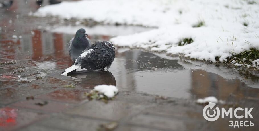 Стабильно прохладно: чего ждать омичам от погоды