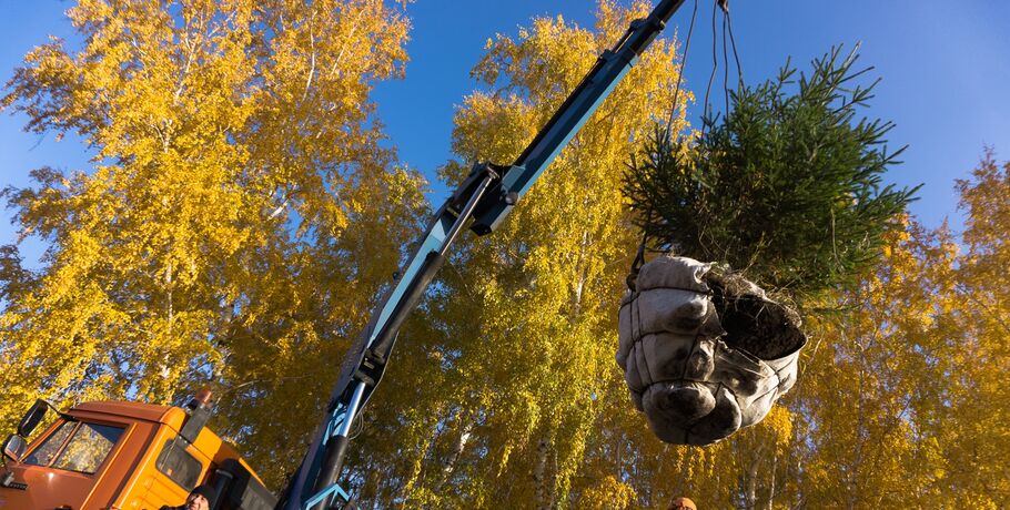 На улице Гагарина больше не будут сажать деревья
