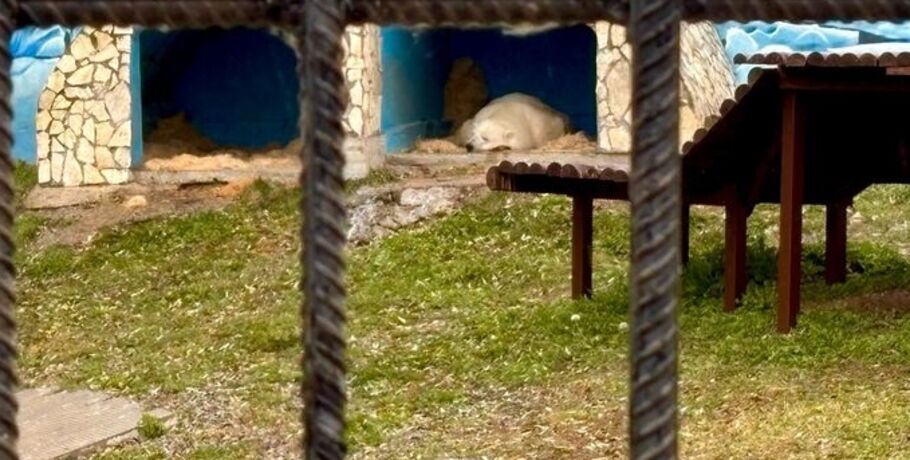 Царица Арктики празднует годовщину переезда в Большереченский зоопарк