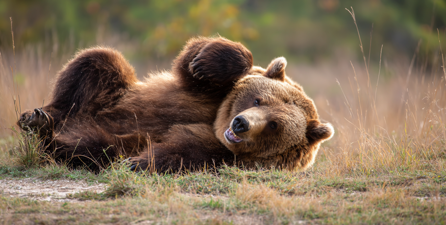 Зима близко. Как медведи из Большеречья готовятся ко сну