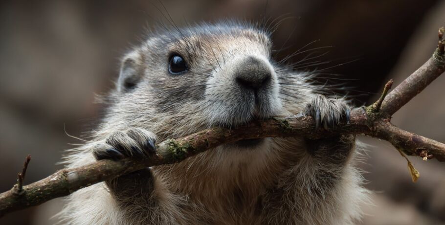 Баррикадируется. В Омском зоопарке сурок Паша просит его не беспокоить