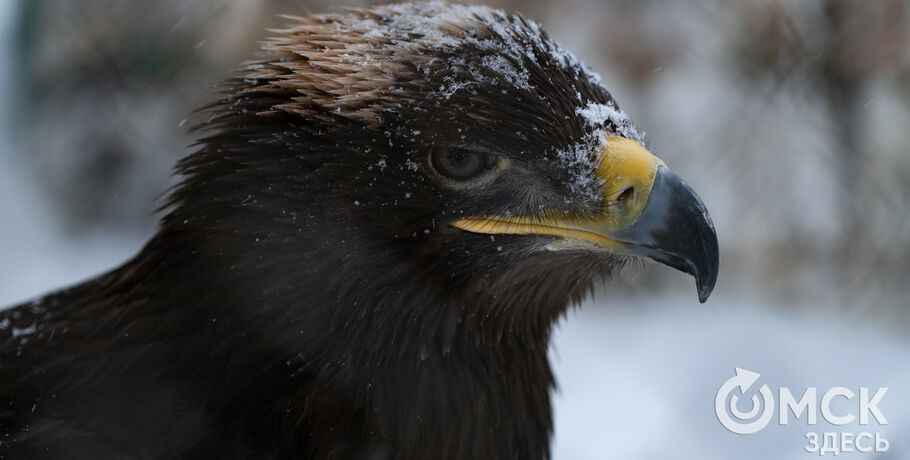 Новогодние экскурсии в Большереченском зоопарке будут мистическими