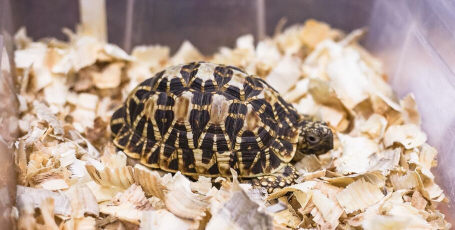 В Омском зоопарке новый подкидыш