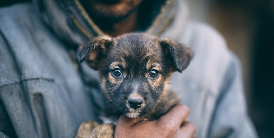 Приютить животное с улицы: памятка владельцу