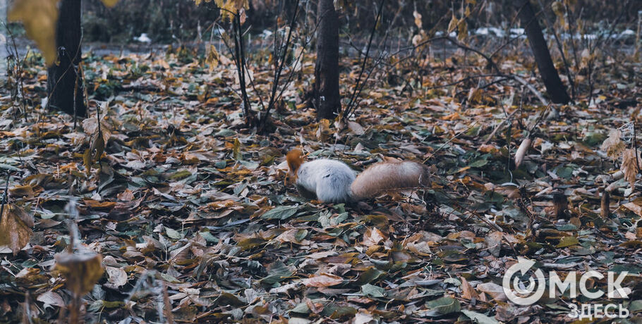 Резкое похолодание в Омске быстро закончится