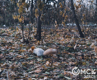 Резкое похолодание в Омске быстро закончится
