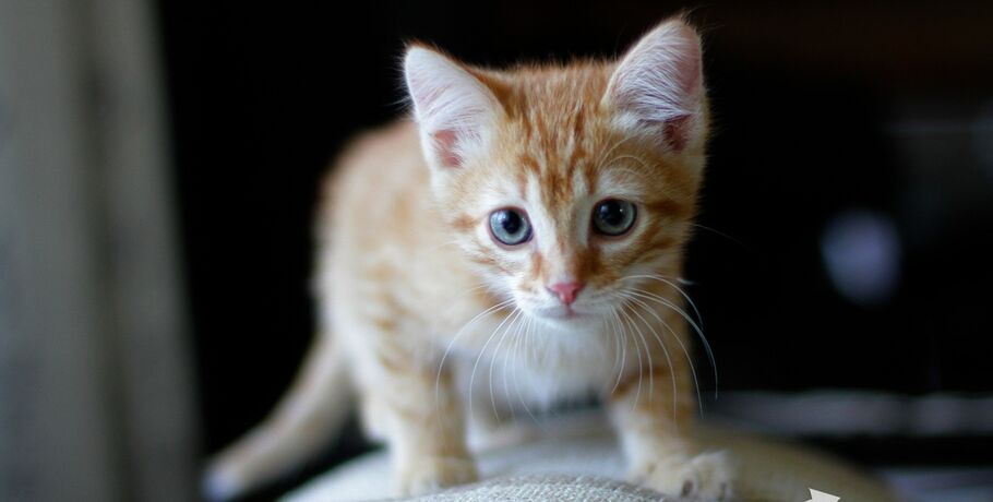 Посмотрите под хвостом! Выбираем пушистого члена семьи правильно