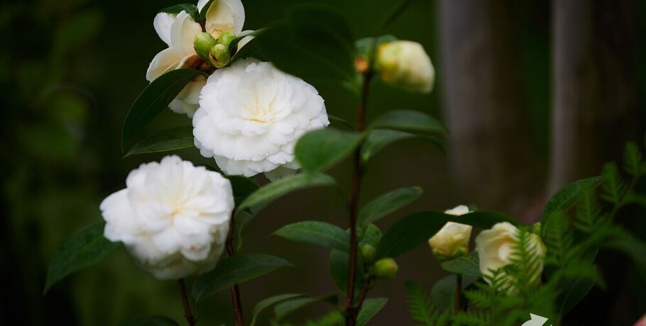 Экзотическим цветам понравилось похолодание в Омске