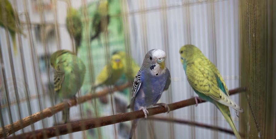 Большереченский зоопарк предлагает встретить Новый год в компании попугаев