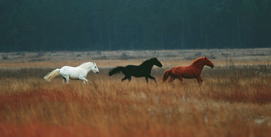 Выставка в "Либеров-центре" открывает новый взгляд на благородных скакунов