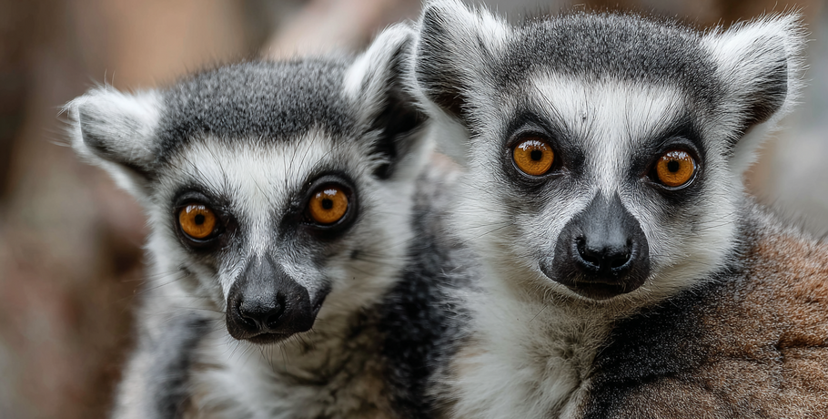 Новоселье в Большереченском зоопарке: экзотические животные обживают новенький вольер