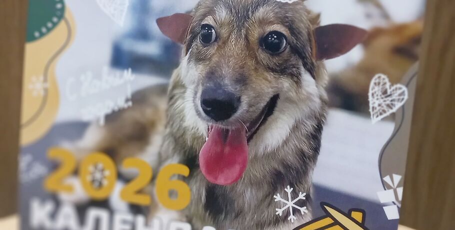 Реальный эффект добра: омские приюты предлагают календари с подопечными животными