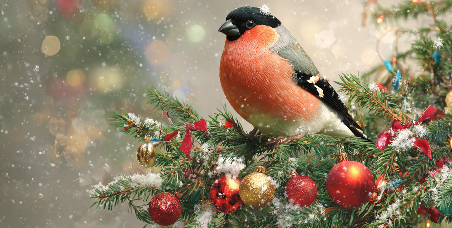 Зажигаем ёлку, бьёмся за мандарины, фоткаемся с Дедом Морозом:&nbsp;как провести выходные в Омске