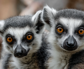 Большеречнеский зоопарк объявил конкурс на лучшие имена для пары лемуров
