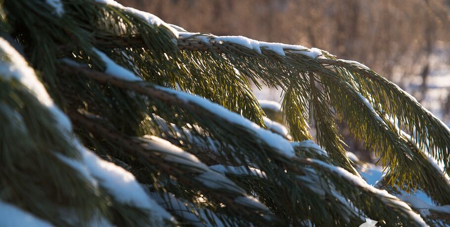 Не просто мусор: утилизируем ёлку правильно