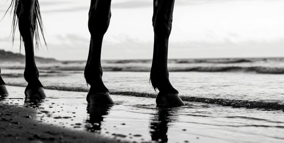 В омских архивах нашёлся мем с лошадью на берегу начала XX века