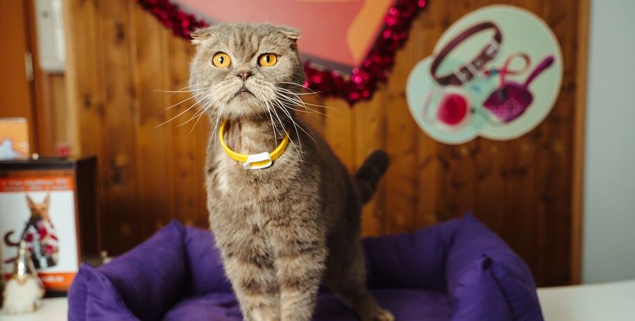 В Омске коту с янтарными глазами ищут опекуна