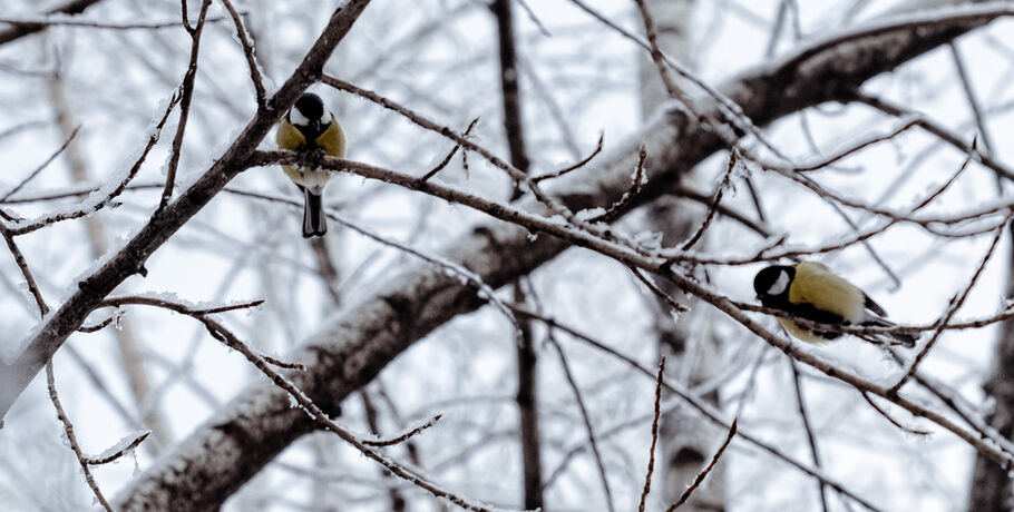 С заботой о пернатых: подкармливаем птиц зимой в обмен на помощь летом