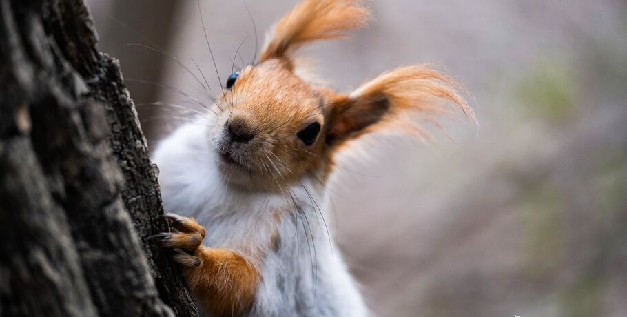 День признательности белкам. Время, когда нужно сказать грызунам спасибо