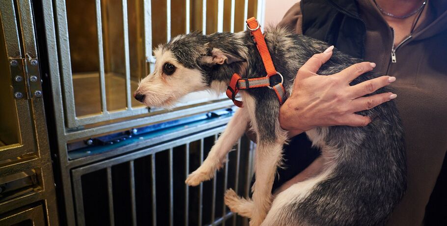 Спасённые далматинские судьбы вдохновляют: "Омские хвостики" номинированы на премию