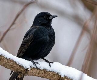 Почуяв весну, в Омскую область вернулись первые перелётные птицы