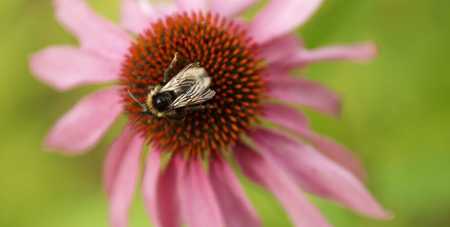 Цветы как символ и помощь: культуролог Галина Черба прочитает благотворительную лекцию