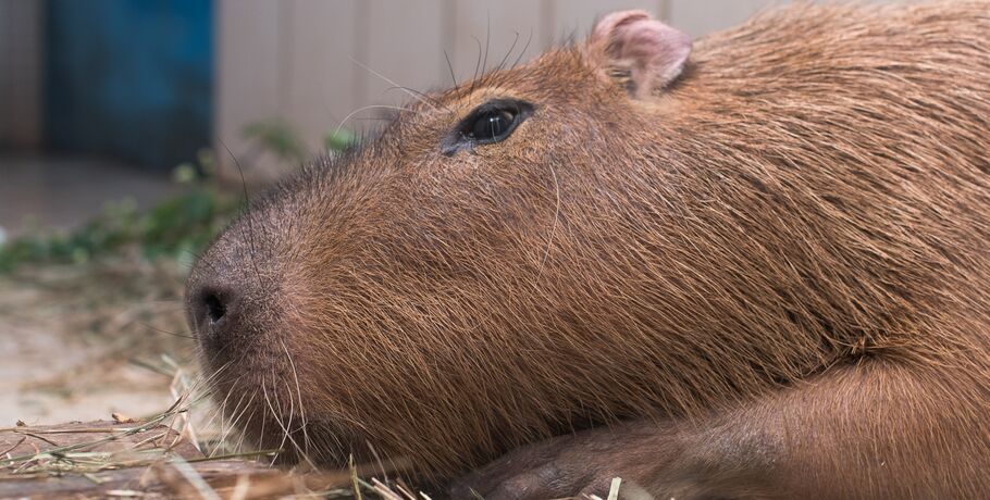 Капыч из Омского зоопарка готовится отметить 12-летие