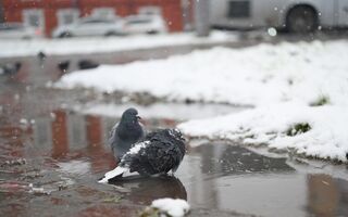 В Омск идёт краткосрочное потепление с мокрым снегом