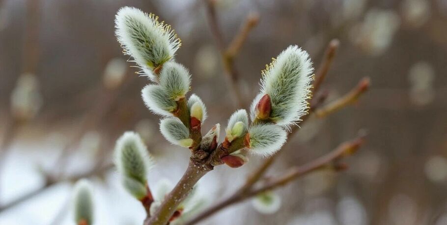 Пушистые предвестники весны: в омском природном парке распустилась верба