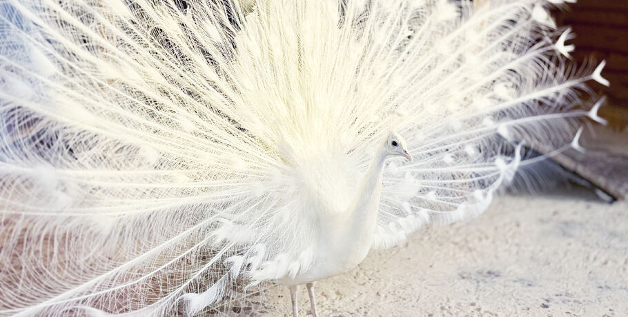 Какова красота: Большереченский зоопарк показал танцы белого павлина