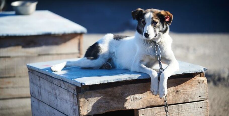 Бублик, Любочка и Эджи фром хаус Наттим. Собаки омского приюта обрели новый дом