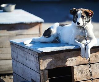 Бублик, Любочка и Эджи фром хаус Наттим. Собаки омского приюта обрели новый дом