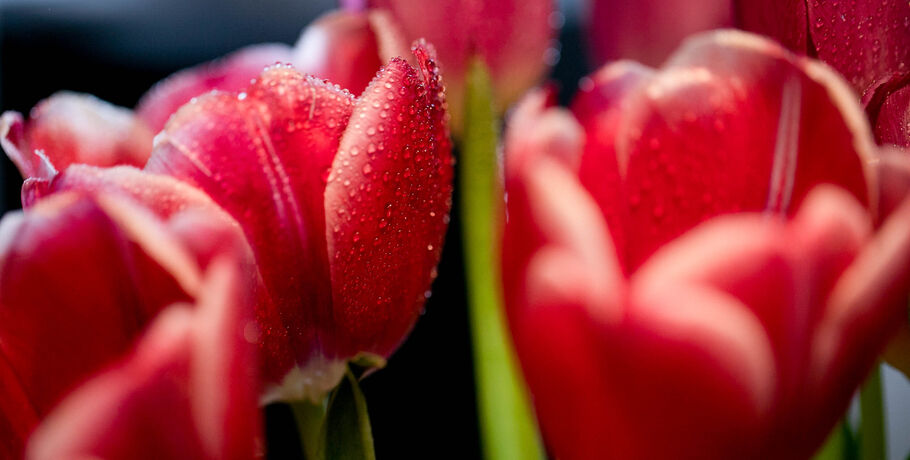 Не цветы, но лучше: в честь 8 Марта омские музеи дарят бесплатный вход&nbsp;