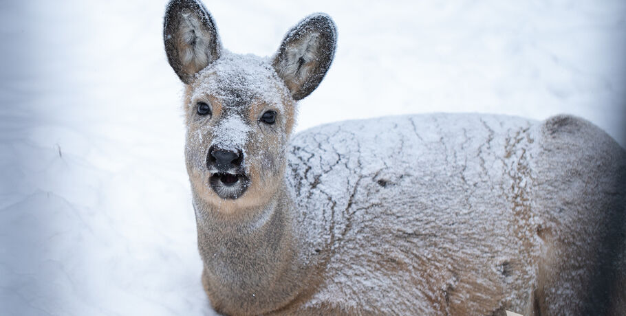 Косули устроили "планёрку" посреди поля