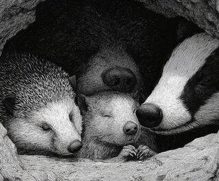 Ежи в отключке, медведь дремлет. У кого в лесу сон лучше