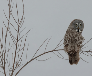 Бородатая неясыть обнаружена на севере Омской области