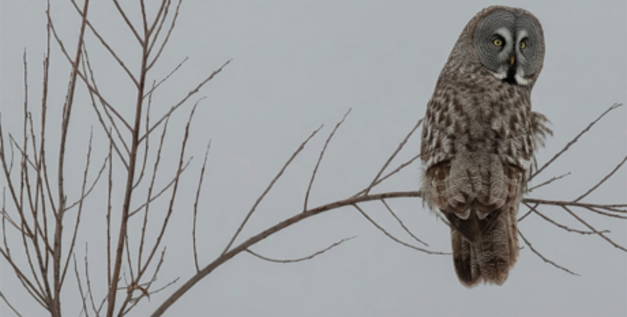Бородатая неясыть обнаружена на севере Омской области