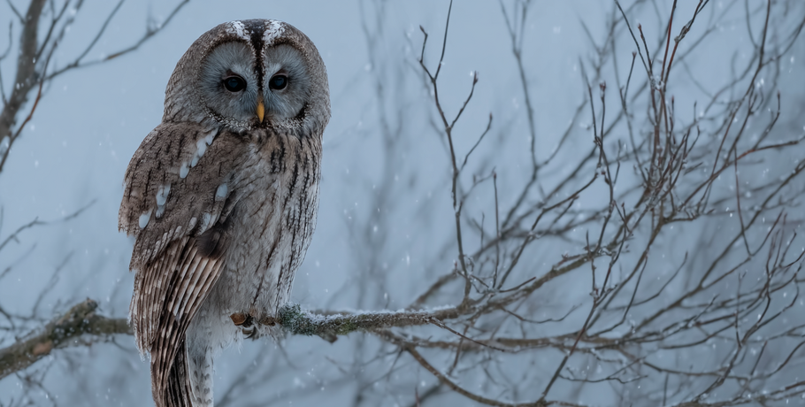 Бородатая неясыть обнаружена на севере Омской области