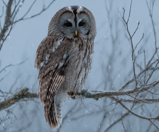 Бородатая неясыть обнаружена на севере Омской области