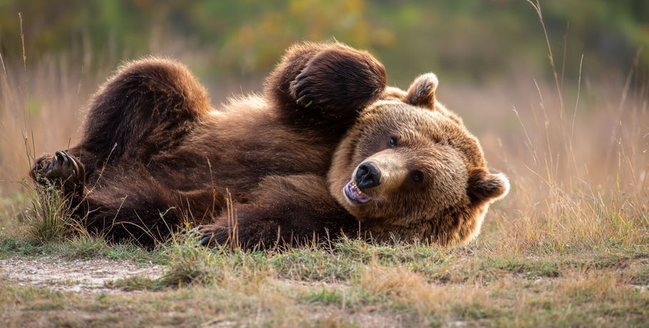 Медведи проснулись, лебеди с грачами вернулись: животные отозвались на весну