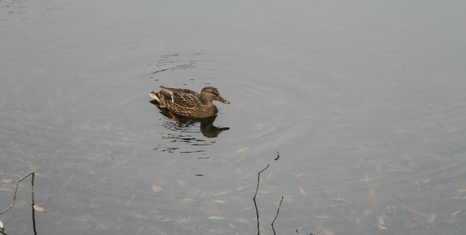 Ещё одни перелётные птицы вернулись в Омск
